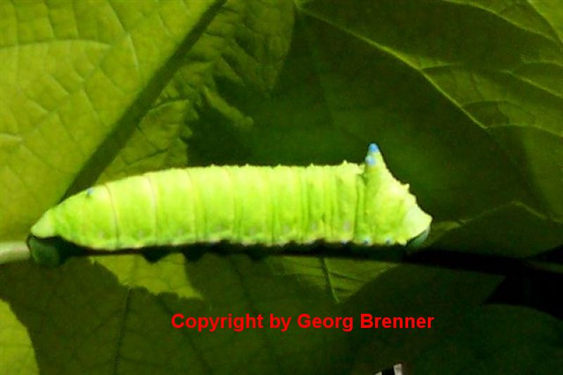 SATURNIIDAE World Homepage für den Saturniidenfreund